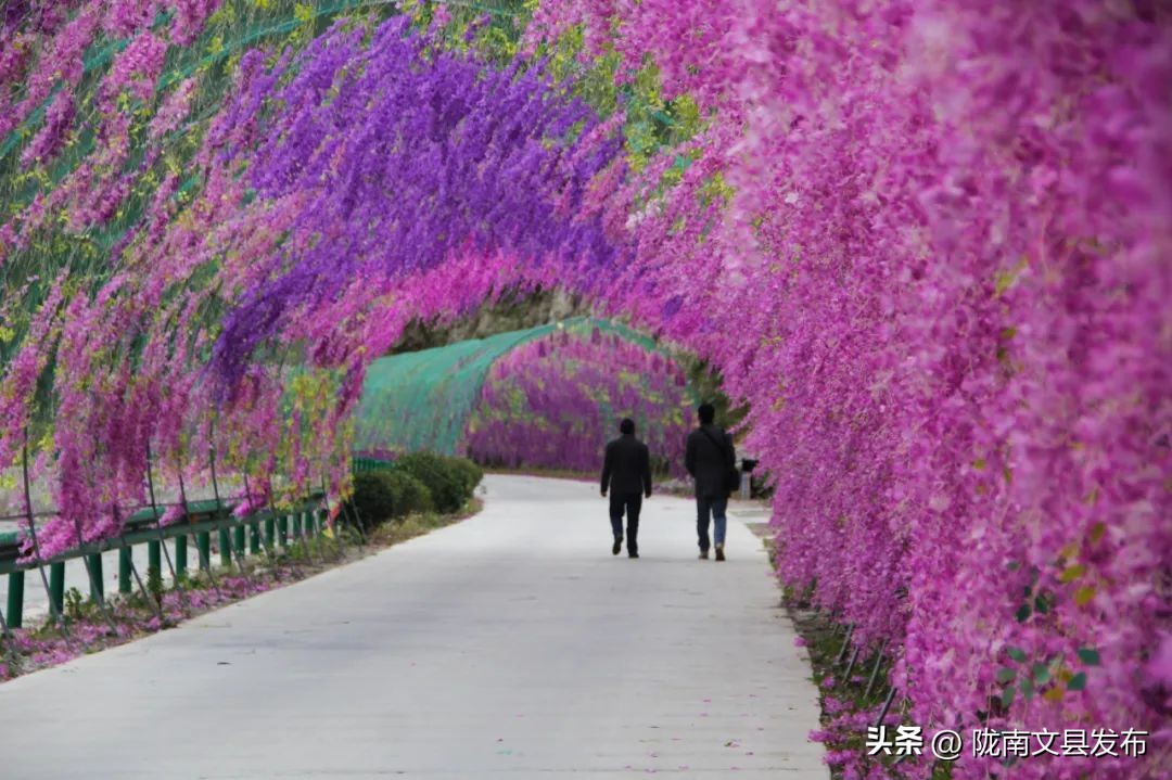 五一想去玩哪也没去,文县旅游一日游