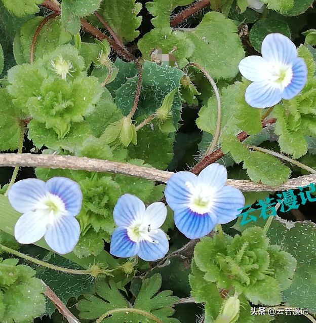 田园春色原创,春天田园春色