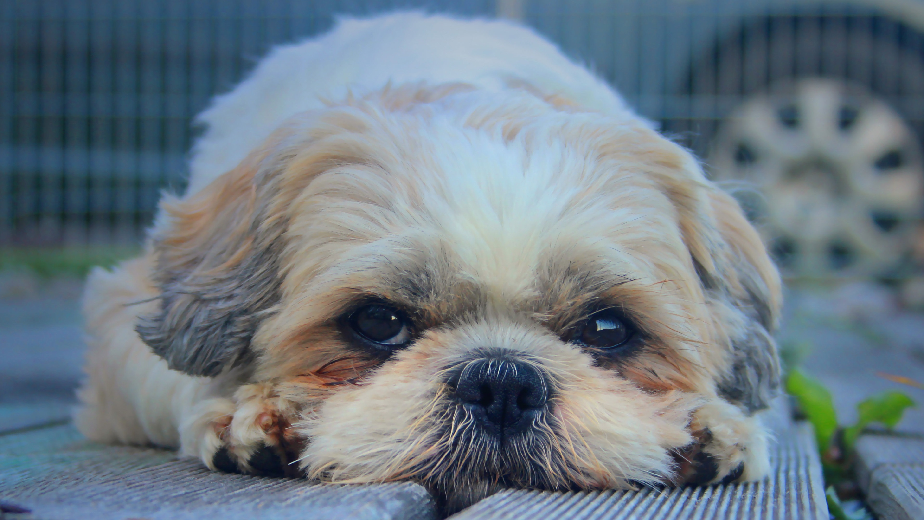 30种常见犬图片,40种常见名犬图片