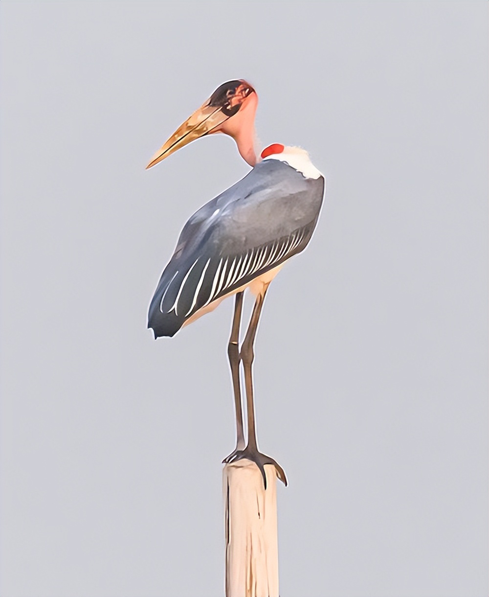 渤海湾边有个“候鸟天堂”他用镜头为近二百种鸟儿留影