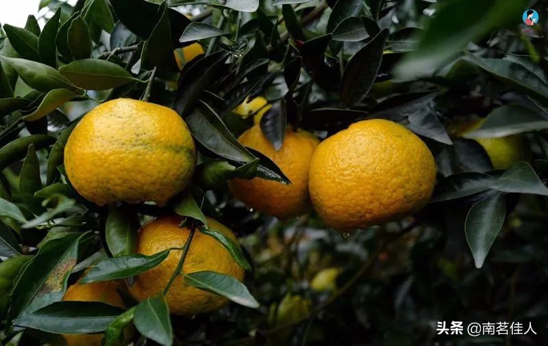 新宝堂陈皮真假辨别,新宝堂陈皮怎么辨别真假