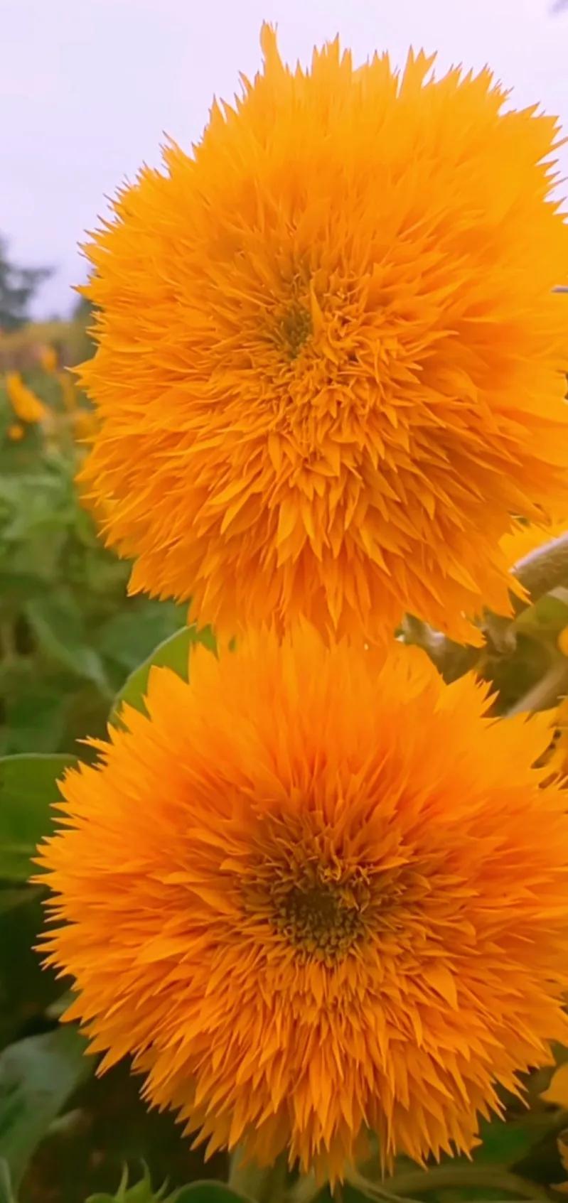 好养眼的花图片,让人惊艳的花草图片