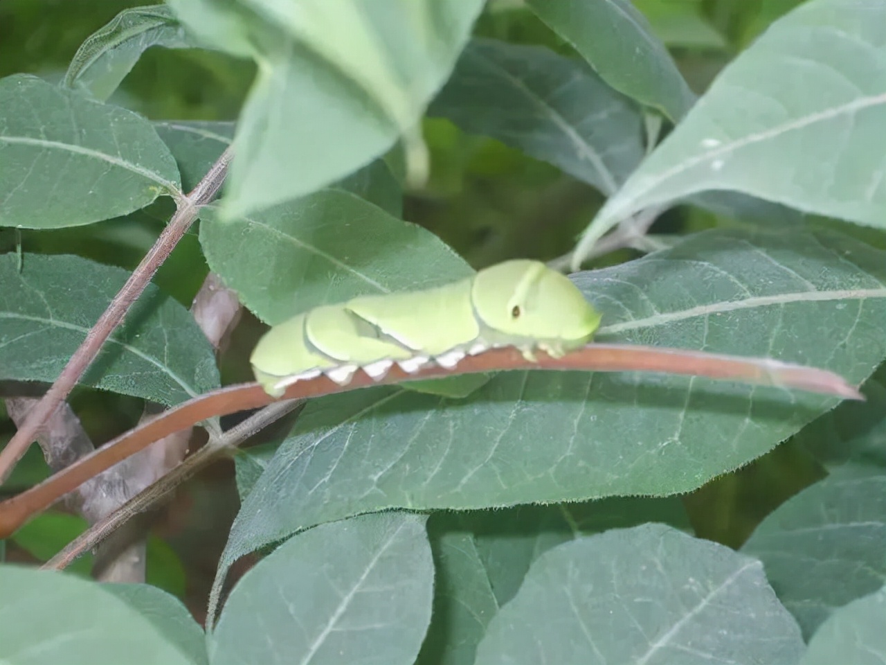 说说日本鬼子的由来,解说日本鬼子的由来