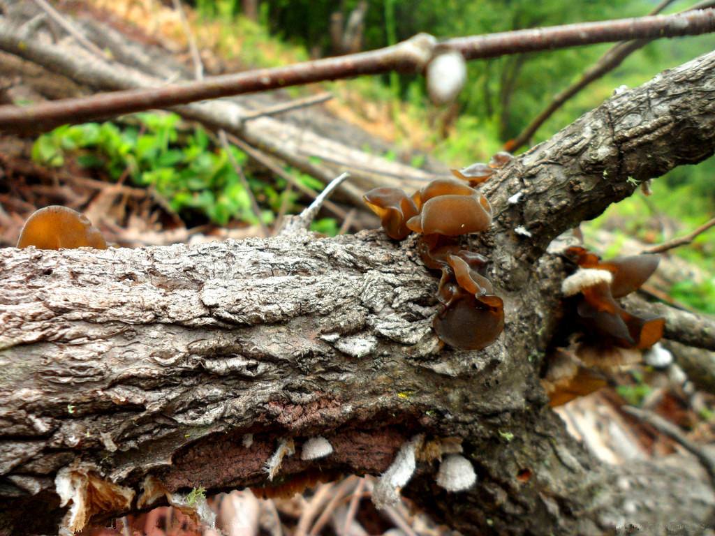 可以吃的野菜有哪几种常见野菜,爱吃野菜的人有福了
