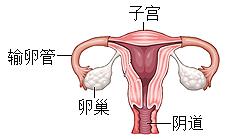 中考生物一轮复习专题训练七人的生殖发育