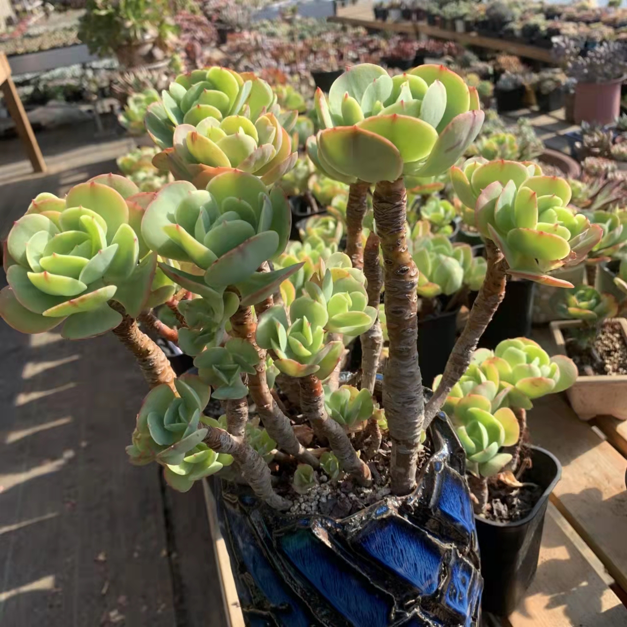 南方最好养的多肉法师品种,适合南方养的多肉有哪些