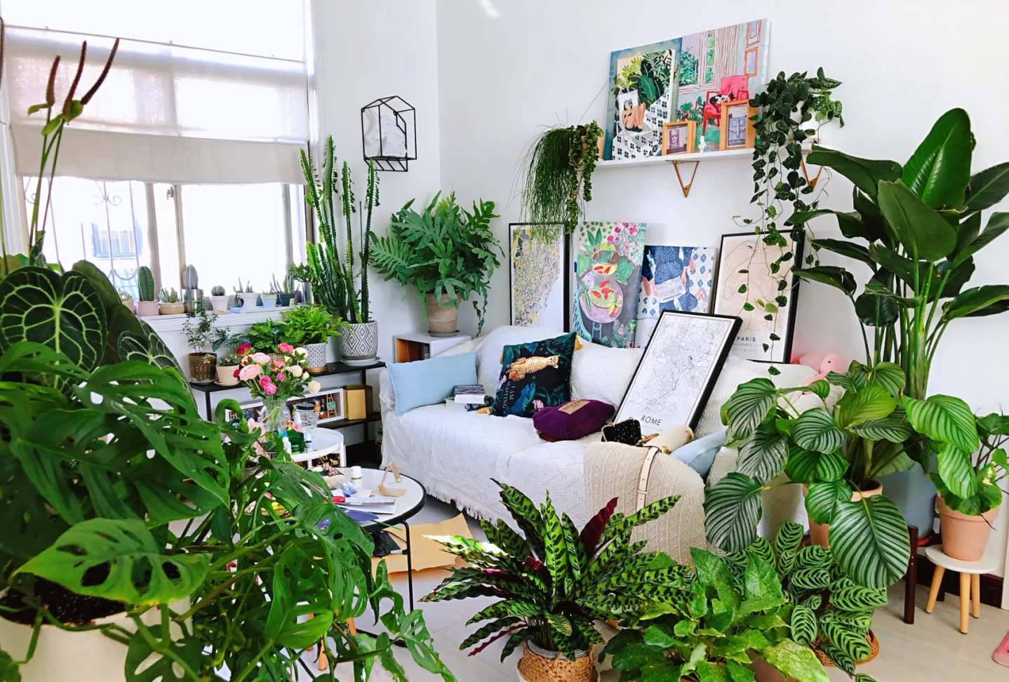 瞬间提升室内高级感的5种绿植,家里最适合养的高级感绿植