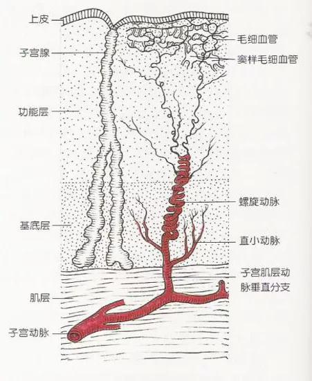 孕期子宫动脉异常的症状,子宫动脉血流孕期需要多次检查吗