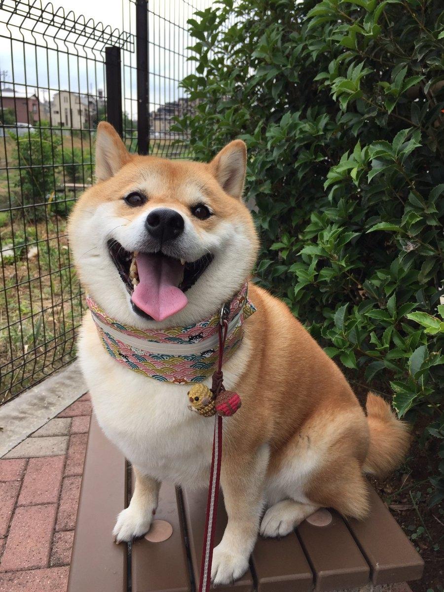 哪种宠物狗卖得最好养,养狗首选这7种狗价格便宜又漂亮