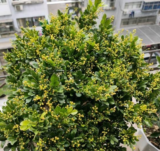 米兰花有香和不香的吗,米兰花好养吗