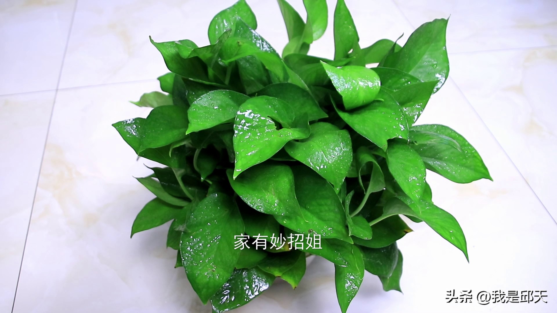 家庭绿萝摆放风水禁忌,家里绿萝摆放讲究哪些风水