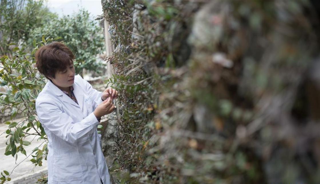 种植仙草一年收入,云南农民种仙草致富