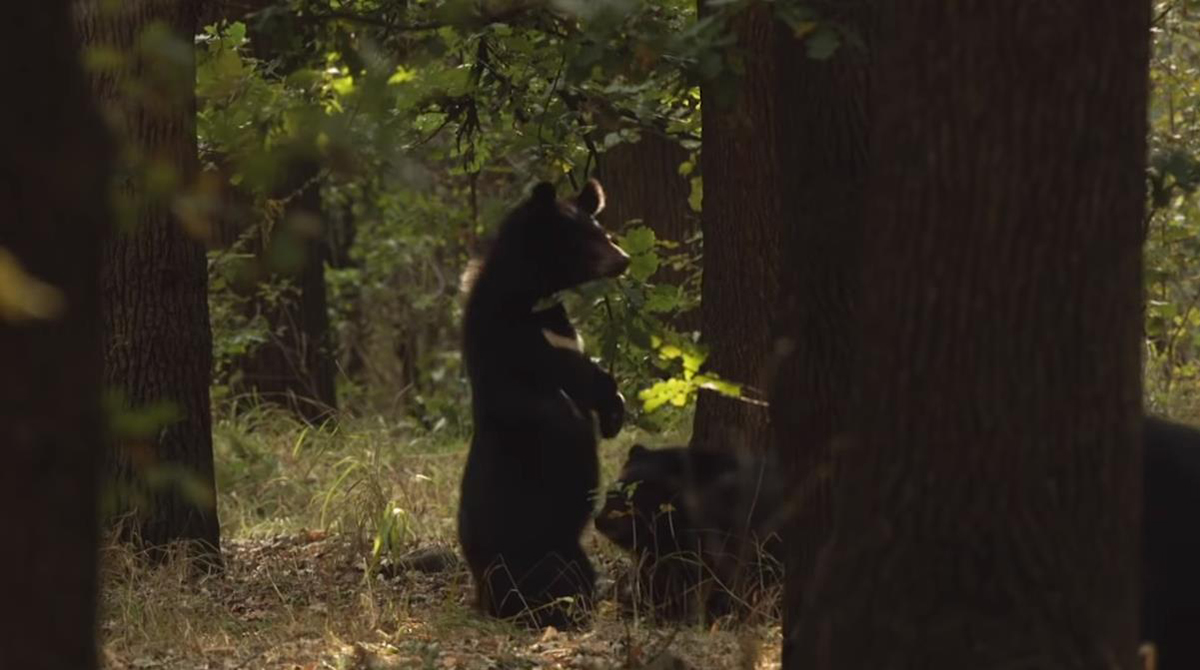 云南哀牢山有黑熊吗,凉山发现黑熊