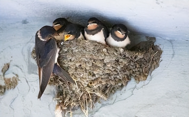 金腰燕筑巢,燕筑巢是什么意思