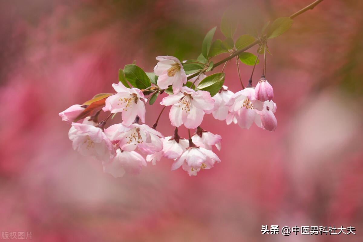 中医治阳痿经典方,一方治疗百病秘方