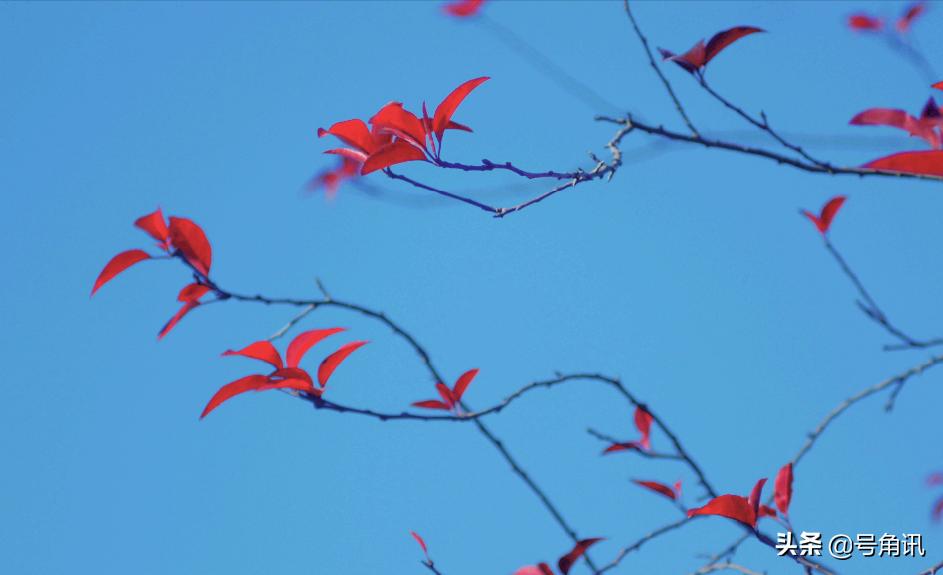 杜新枝杜新鹏,杜新枝新年作品