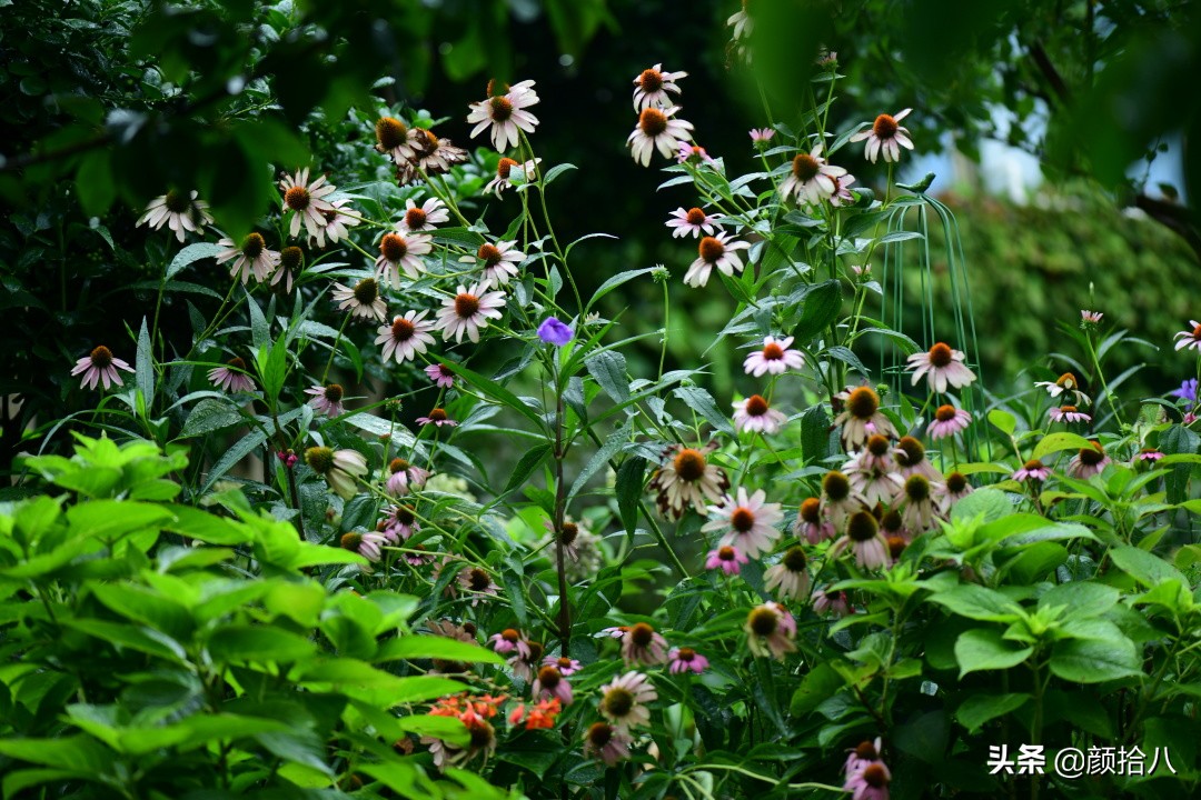 看到你的花园那么惨，我就安心了|园丁