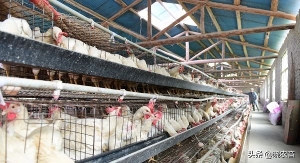 1000只散养蛋鸡成本和利润,绿壳蛋鸡苗养殖500只利润