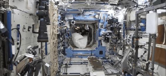 100个难得一见照片，砍伐巨树，运输军舰的巨轮，治疗风湿病的熊