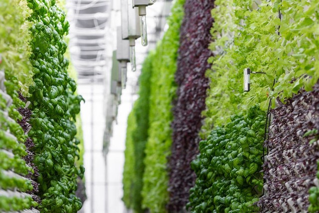 农业农村发展现状及未来趋势,农业托管未来发展趋势