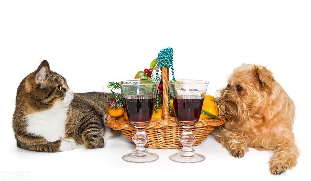 什么宠物好养有意思,这些超可爱的小宠物你养过吗