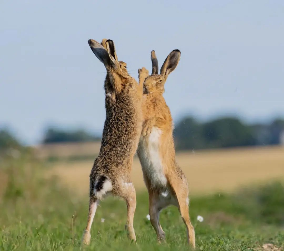 鼠兔在血缘上更接近鼠还是兔,鼠兔更像什么属相
