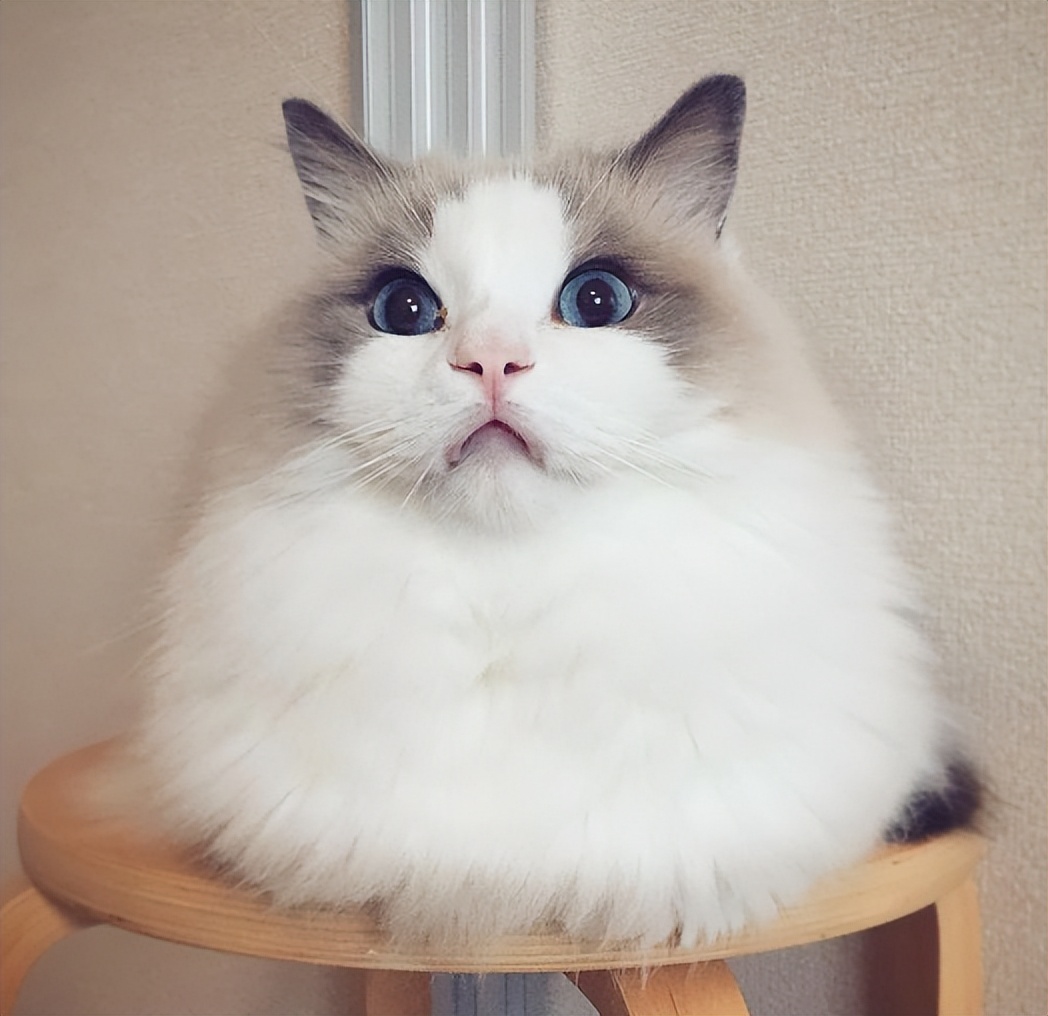 老潘养殖日常生活,老潘专业养殖狮头鹅