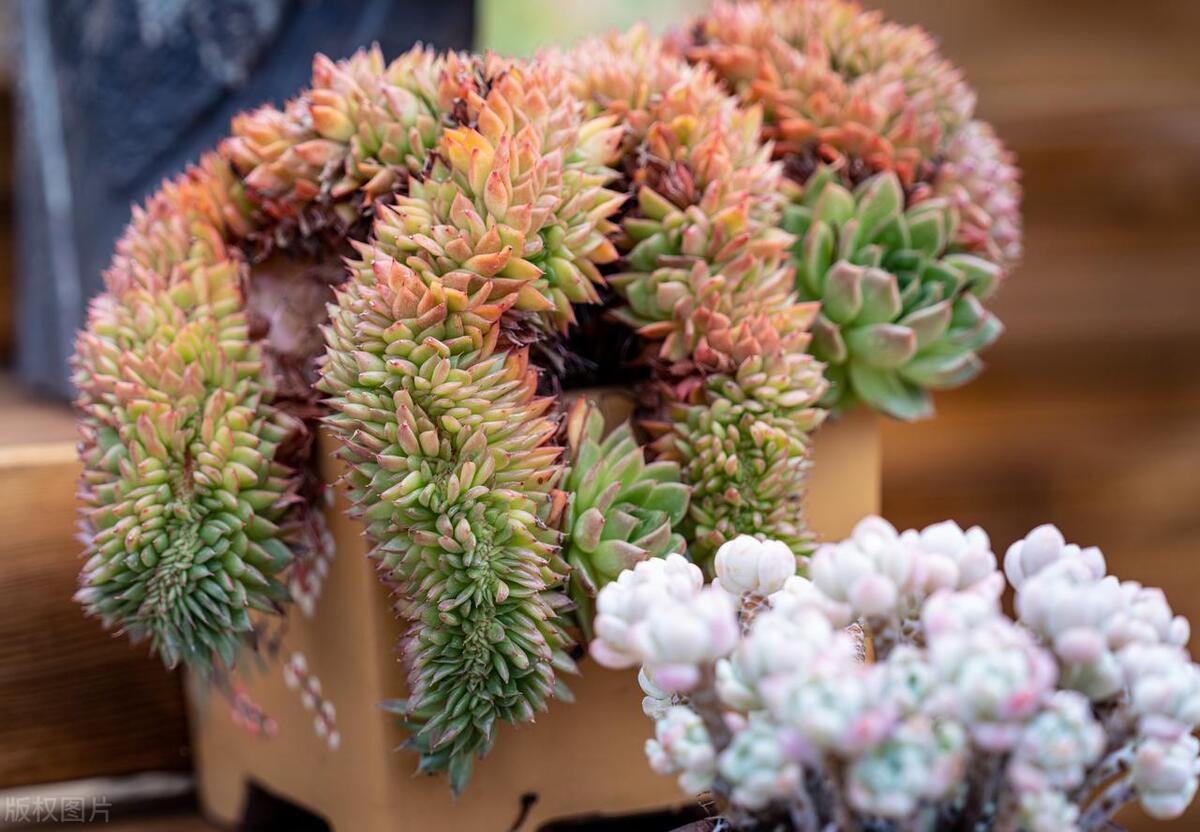 多肉黑斑是不是根部出问题了,多肉发霉发黑怎么办