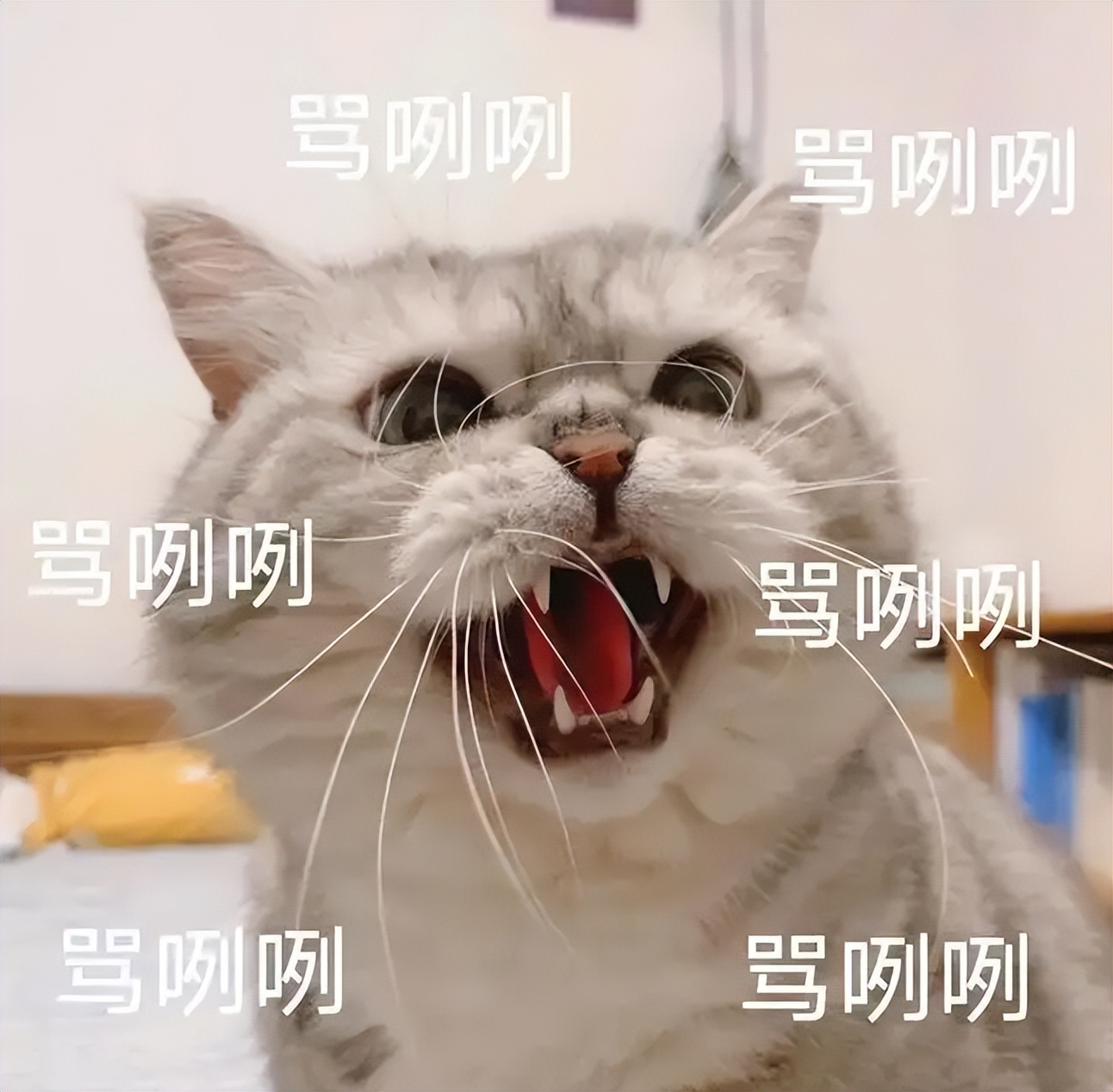 两个猫掐架怎么办,和铲屎官打架的猫咪