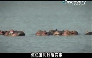 小到钻丁丁，大到吞活人，这片贝爷看了都怕