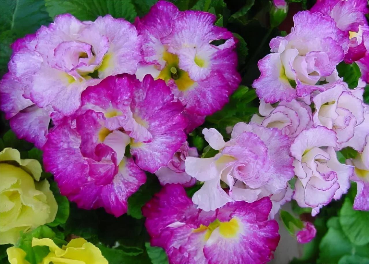 百种鲜花图片欣赏,十种最美丽的鲜花