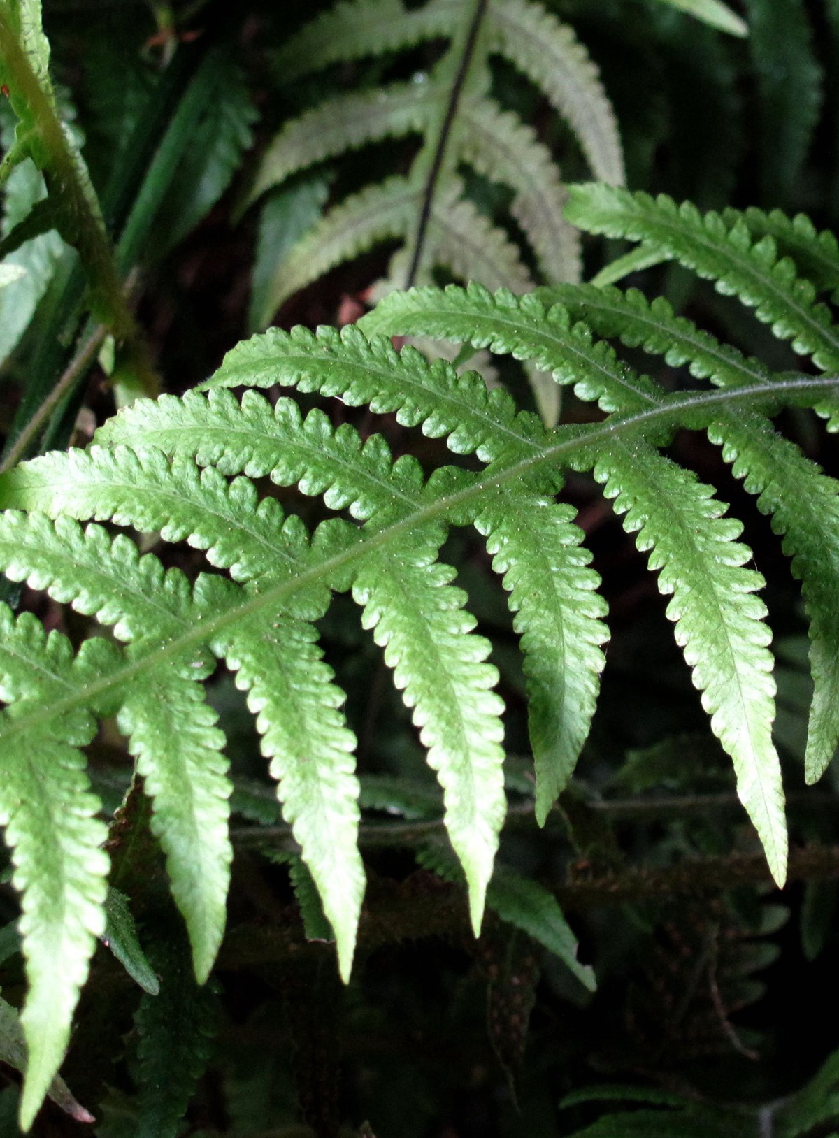 宁波的五龙潭,宁波五龙潭森林公园