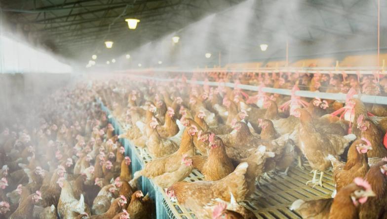 鸡中暑最佳治疗方法,鸡中暑了有些什么方法降暑的