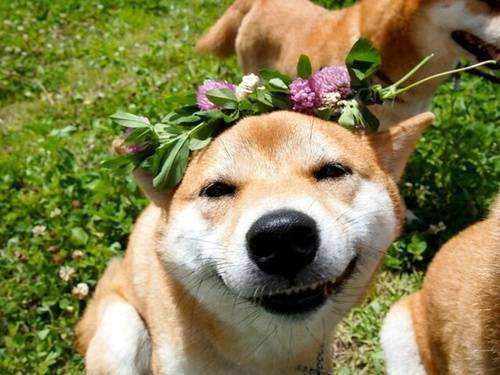 狗狗品种大全新手适合养什么狗呢,狗狗品种大全新手适合养什么狗