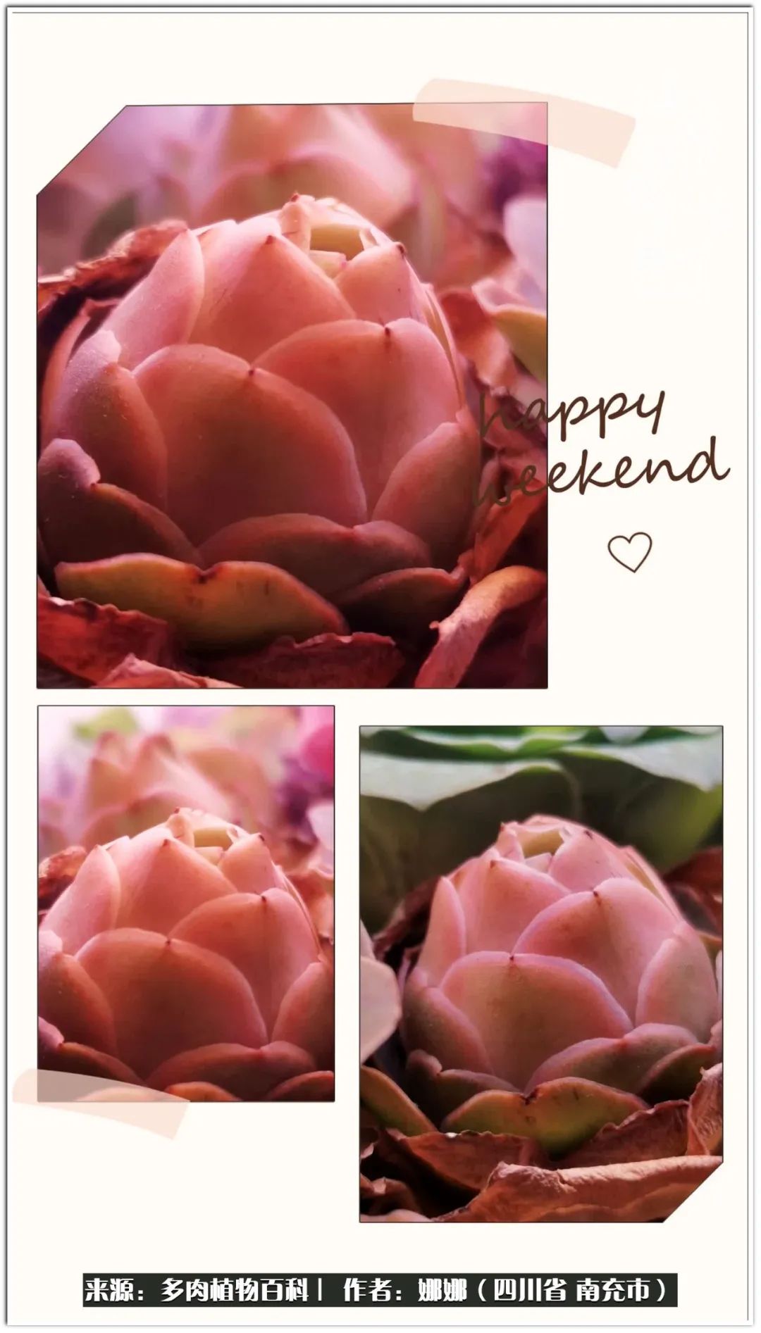 带刺的玫瑰阳台多肉,开花的玫瑰多肉