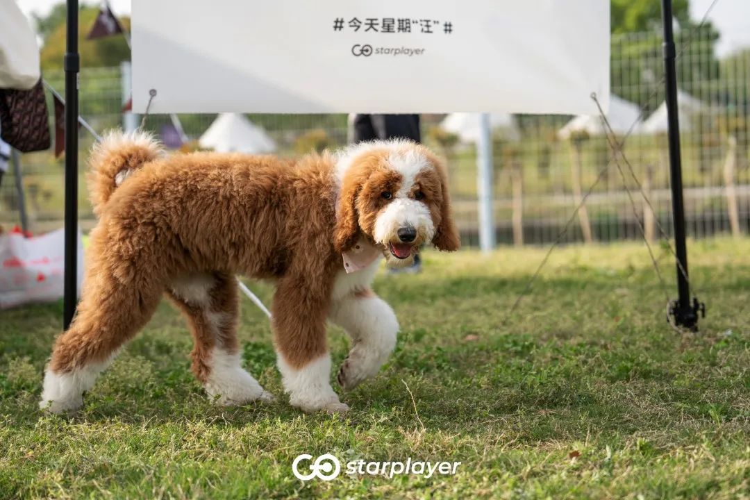 汪汪队露营去游戏,汪汪队露营获得勋章