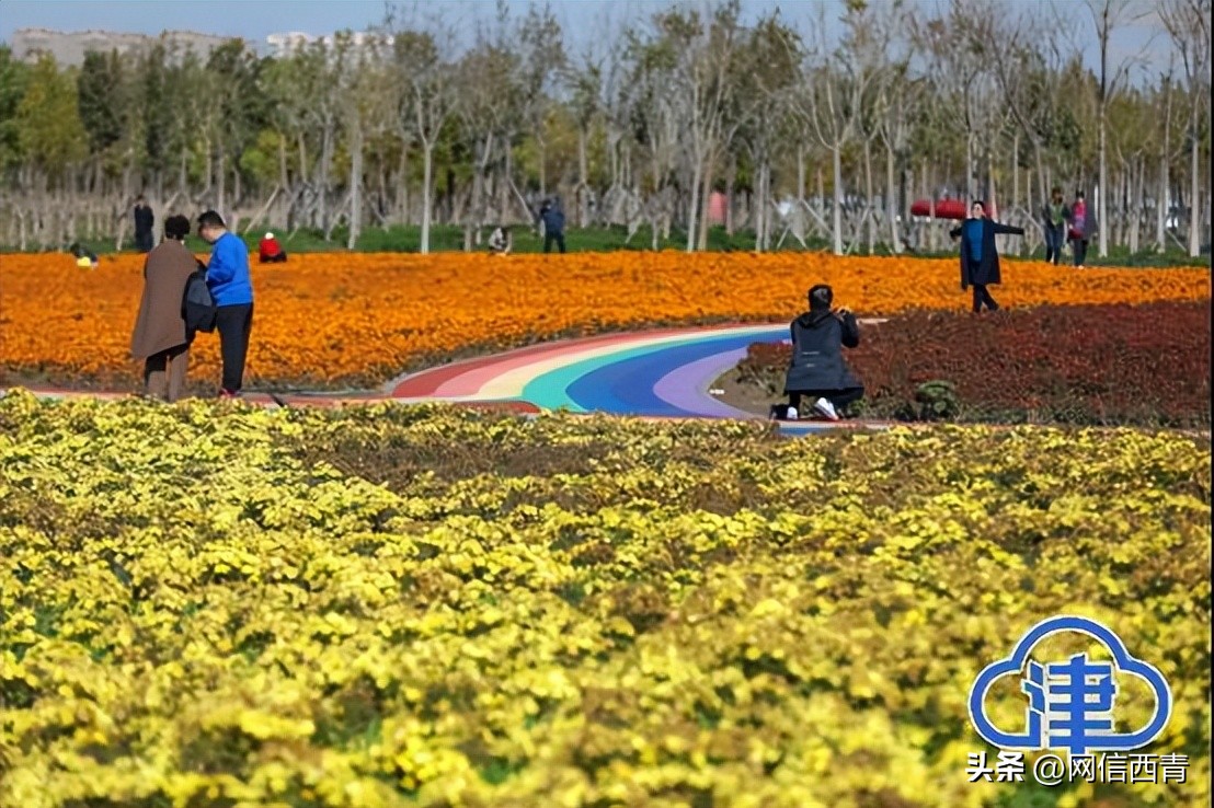 【津云镜头】空港七彩花田：深秋绽放格外鲜艳