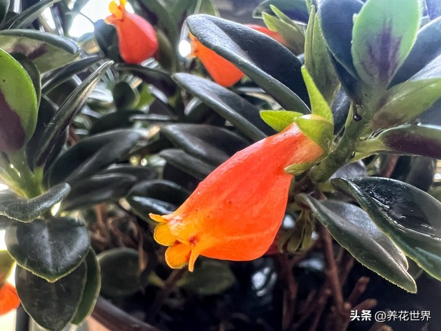 能开花又高大好养的植物,非常好养的一款开花植物