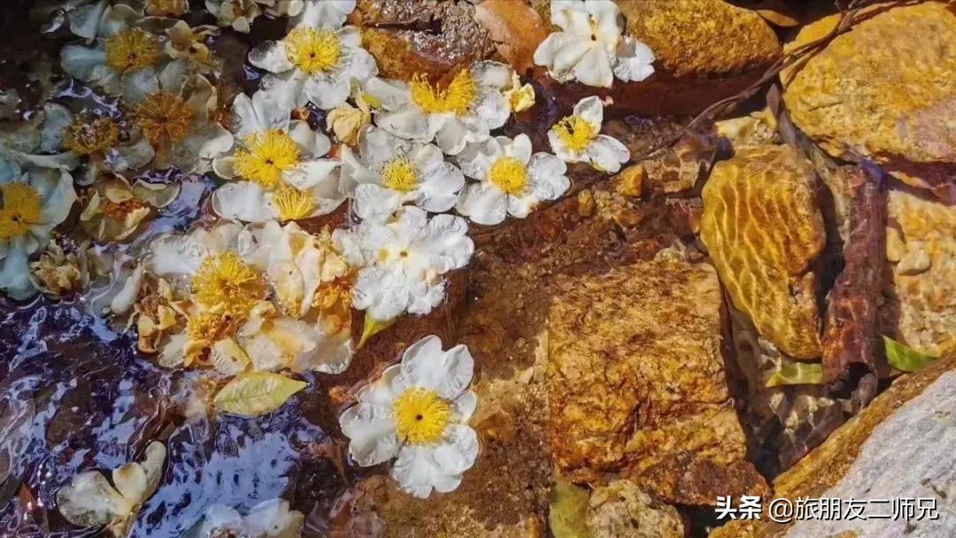 广州花都梯田油菜花,广州徒步赏油菜花路线