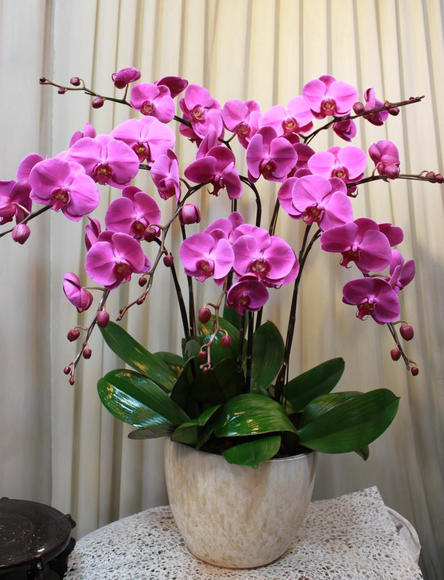 百花齐放春意浓群芳争艳,百花齐放喜迎新春