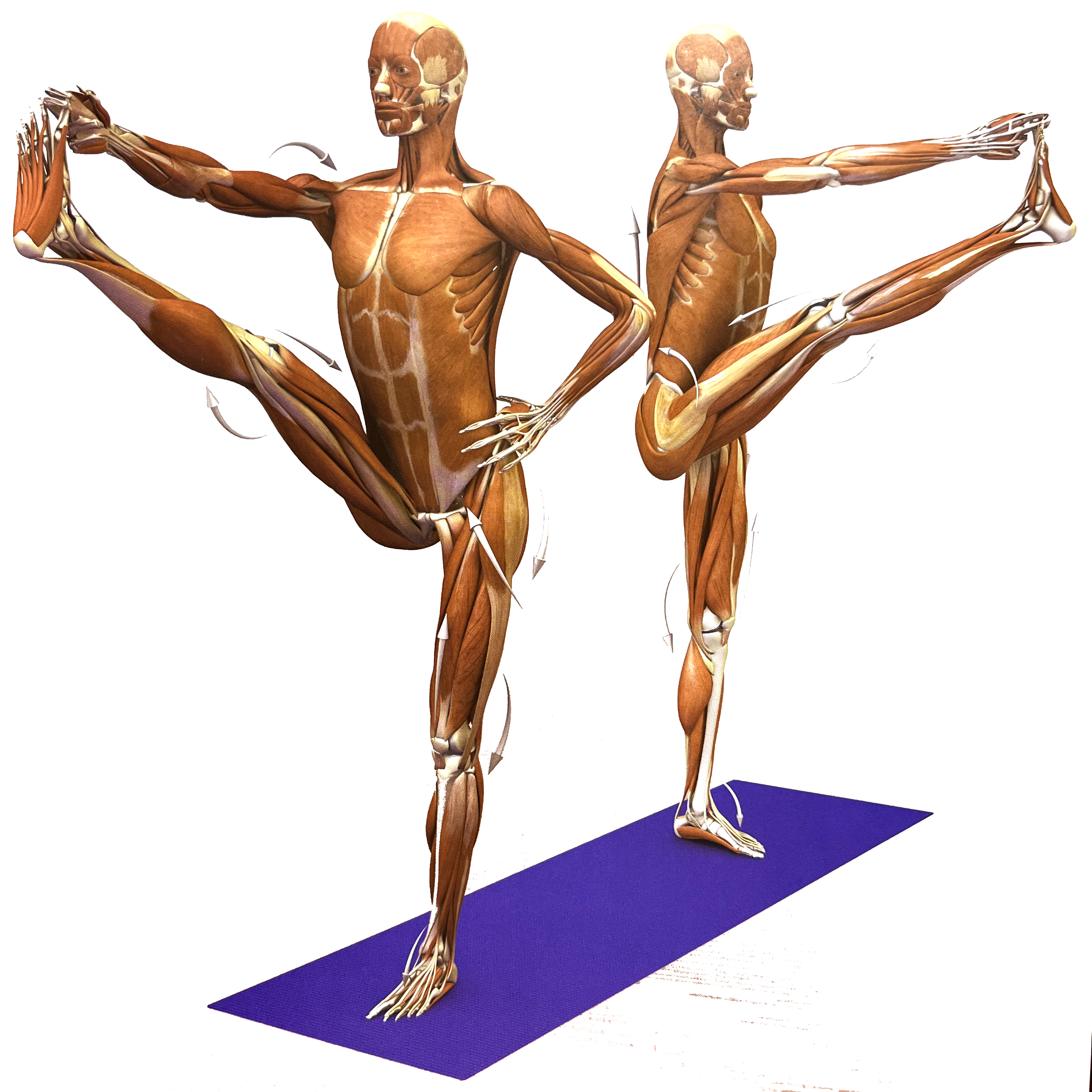 瑜伽站立蜻蜓式正确做法,瑜伽站立手抓脚趾式