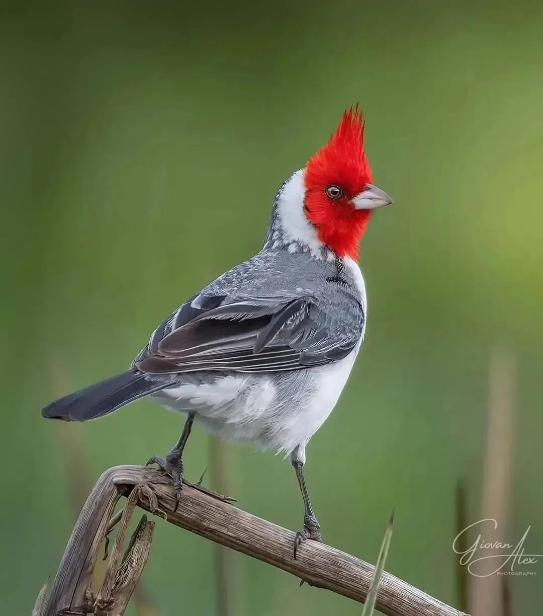 北京市师德演讲稿,赞美师德的演讲稿