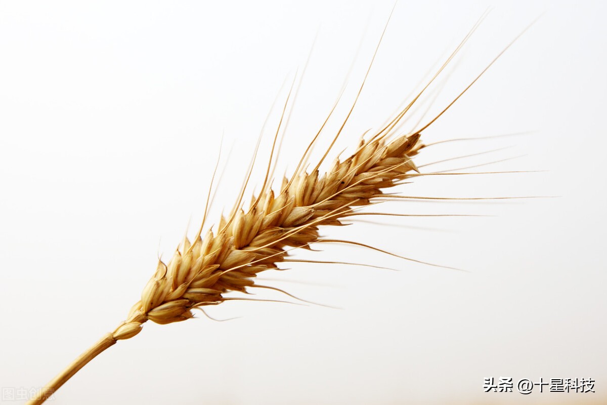 买小麦种子千万注意看清包装,买小麦种子千万不要碰这五个坑