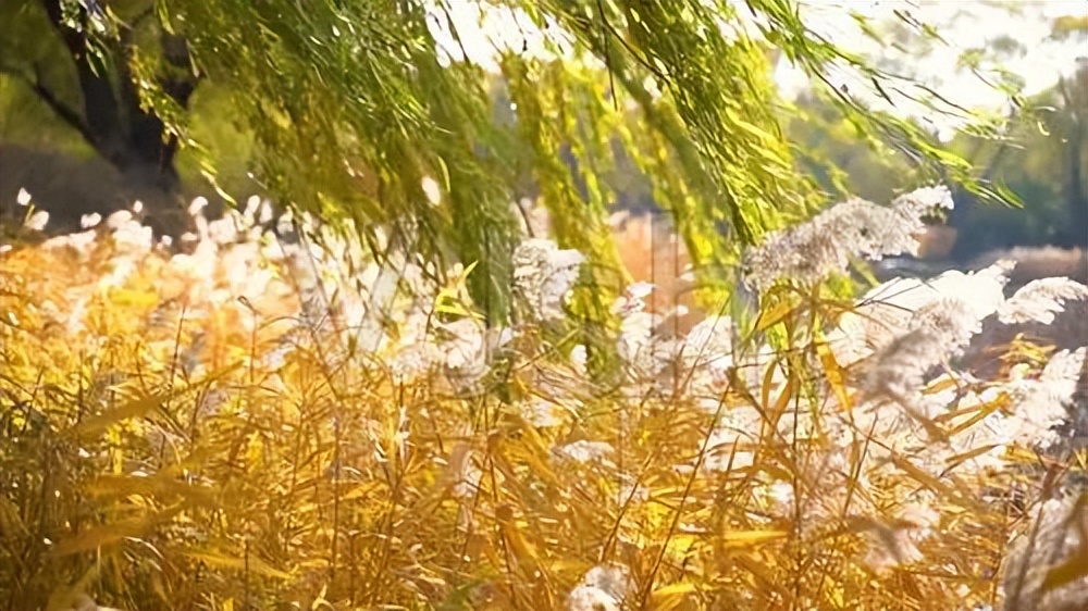 适合秋日的文案,适合秋日的古风文案