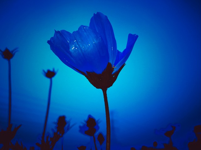 情人节花语代表什么,情人节送花记得看清花语