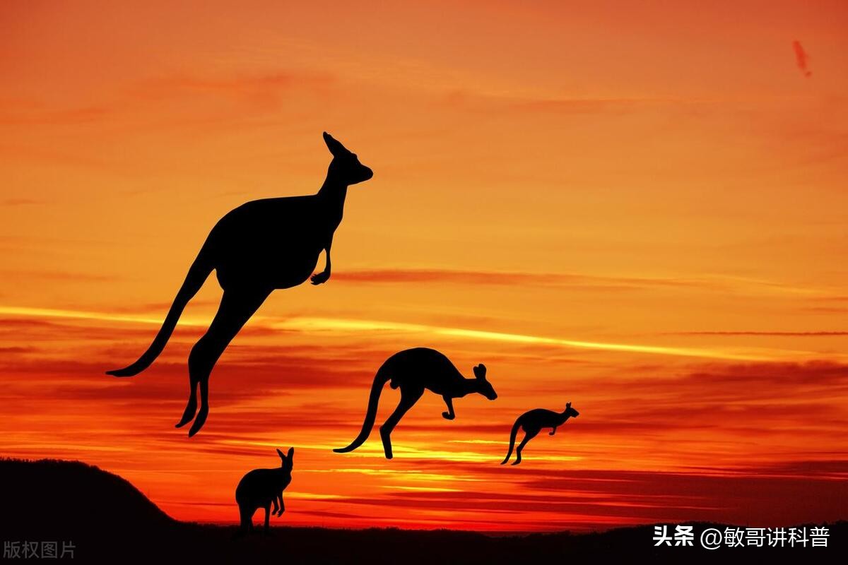 为什么袋鼠跳得那么远,为什么袋鼠会跳