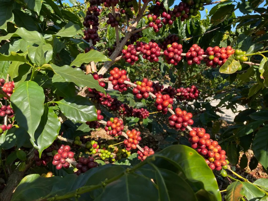 有一种叫云南的生活,有一种生活叫云南的生活