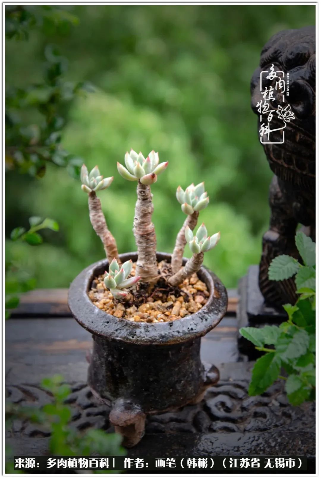 月满西楼别有一番滋味在心头,绿肥红瘦