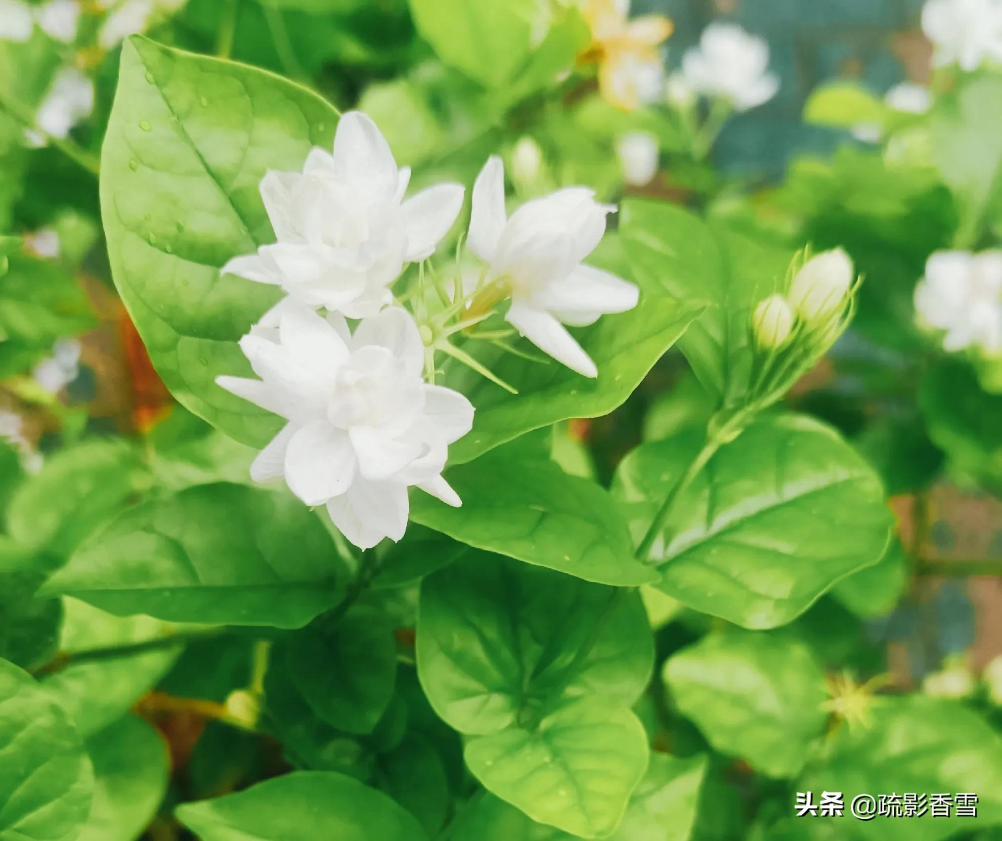 世间纵有百媚千娇，惟愿悠悠茉莉香，伴君岁月长