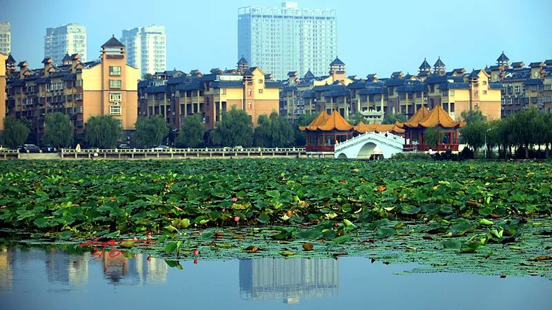 淮阳荷花节什么时间最好看,淮阳看荷花节开幕